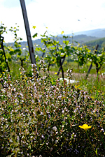 Weinbau: Mit Thymian und Oregano gegen den Klimawandel