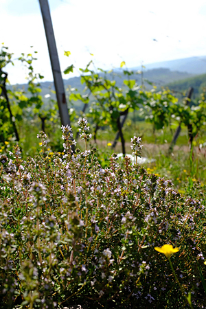 Thymian im Weinbau